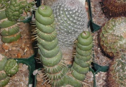 Eulychnia castanea monstrose