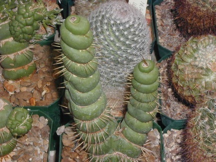 Eulychnia castanea monstrose
