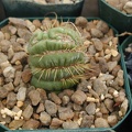 Eulychnia castanea monstrose cresting