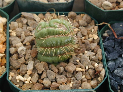 Eulychnia castanea monstrose cresting