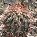 Ferocactus sp.