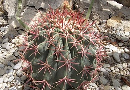 Ferocactus sp.