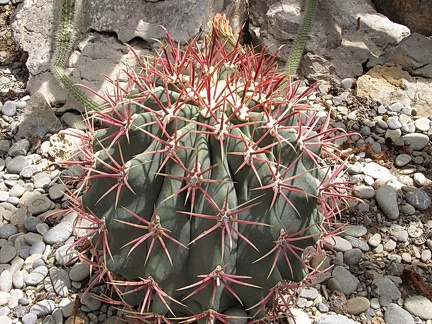 Ferocactus sp.