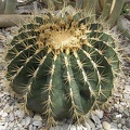 Ferocactus sp.