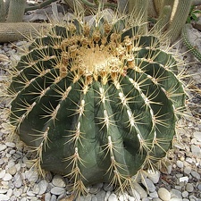 Ferocactus sp.