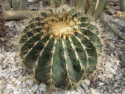 Ferocactus sp.