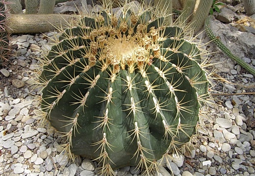 Ferocactus sp.
