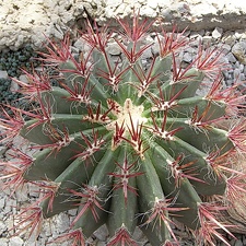 Ferocactus sp.