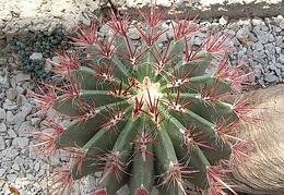 Ferocactus sp.