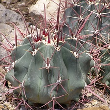 Ferocactus sp.