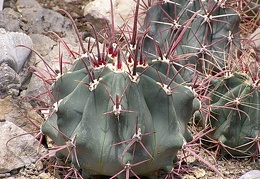 Ferocactus sp.