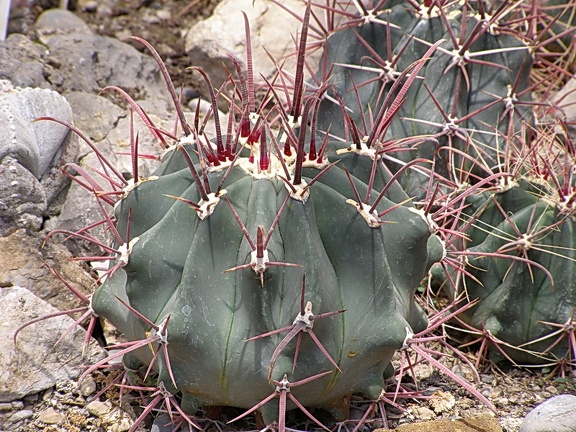 Ferocactus sp.