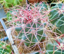 Ferocactus acanthodes FG Tit