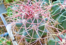 Ferocactus acanthodes FG Tit