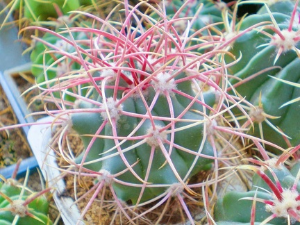 Ferocactus acanthodes FG Tit
