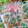 Ferocactus acanthodes FG Tit