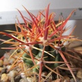 Ferocactus chrysacanthus
