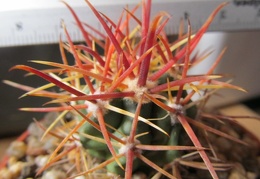 Ferocactus chrysacanthus