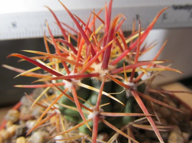 Ferocactus chrysacanthus