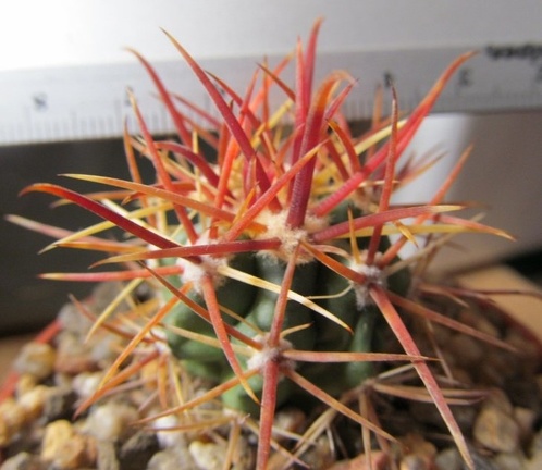 Ferocactus chrysacanthus