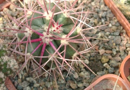 Ferocactus cylindraceus v tortulospinus