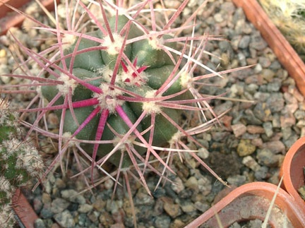 Ferocactus cylindraceus v tortulospinus
