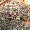 Ferocactus cylindraceus v tortulospinus