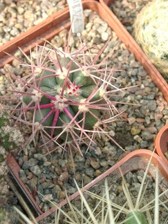 Ferocactus cylindraceus v tortulospinus