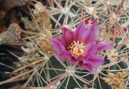 Ferocactus fordii