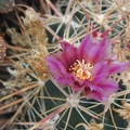 Ferocactus fordii