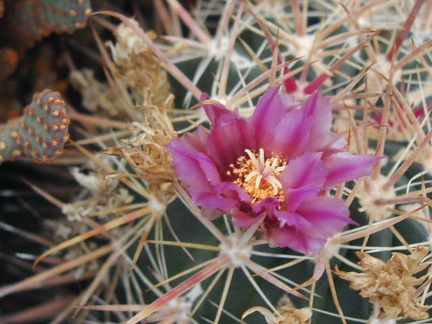 Ferocactus fordii