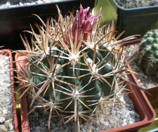 Ferocactus fordii FG Tit