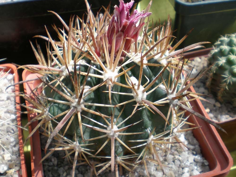 Ferocactus fordii FG Tit