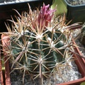 Ferocactus fordii FG Tit