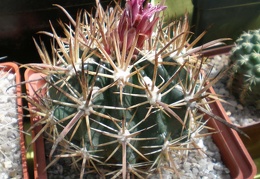 Ferocactus fordii FG Tit