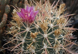 Ferocactus fordii pl