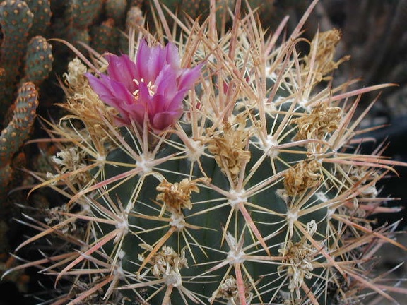 Ferocactus fordii pl