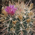Ferocactus fordii pl