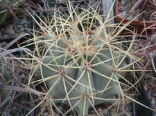 Ferocactus glaucescens