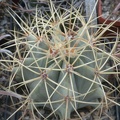 Ferocactus glaucescens