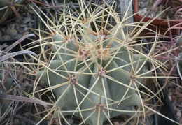 Ferocactus glaucescens