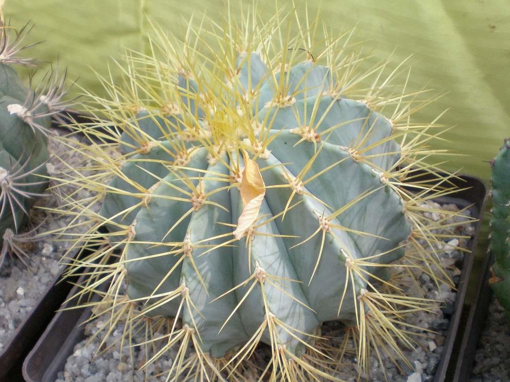 Ferocactus glaucescens FG Tit