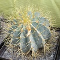 Ferocactus glaucescens FG Tit