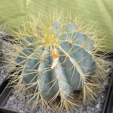 Ferocactus glaucescens FG Tit