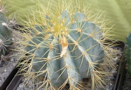 Ferocactus glaucescens FG Tit