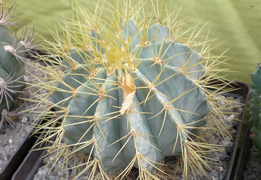 Ferocactus glaucescens FG Tit