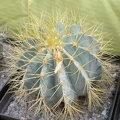 Ferocactus glaucescens FG Tit
