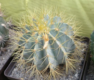 Ferocactus glaucescens FG Tit