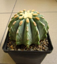 Ferocactus glaucescens fa  inermis