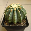 Ferocactus glaucescens fa  inermis
